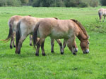 Equus_caballus_breed_Mongolian