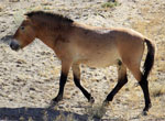 Equus_przewalskii
