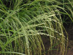 Eragrostis_tef