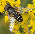 Eristalis_dimidiata