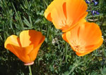 Eschscholzia_californica