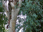 Eucalyptus_camaldulensis