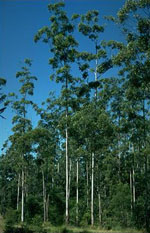 Eucalyptus_grandis