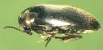 Eucinetus_sp__APV_2005