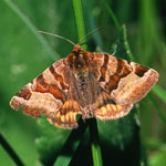Euclidia_glyphica