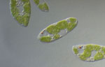 Euglena_gracilis