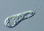 Euglena_longa