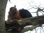 Eulemur_flavifrons