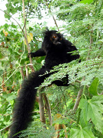 Eulemur_macaco