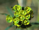Euphorbia_esula