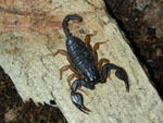 Euscorpius_flavicaudis