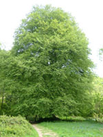 Fagus_sylvatica