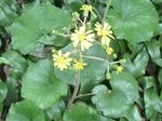 Farfugium_japonicum