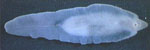 Fasciola_gigantica