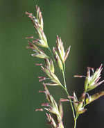 Festuca_arundinacea