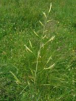 Festuca_pratensis