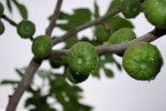 Ficus_carica