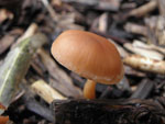 Flammulina_velutipes_L11