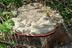 Fomitopsis_pinicola