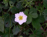 Fragaria_nubicola