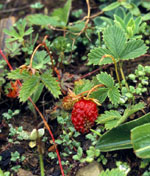 Fragaria_orientalis