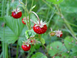 Fragaria_vesca