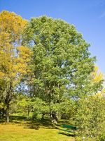 Fraxinus_americana