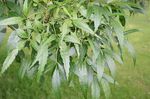 Fraxinus_angustifolia_subsp__syriaca
