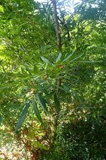 Fraxinus_baroniana