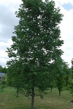 Fraxinus_chinensis