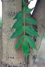 Fraxinus_mandshurica