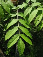 Fraxinus_nigra