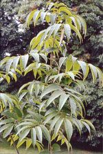 Fraxinus_paxiana