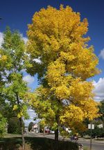 Fraxinus_pennsylvanica_PE_00248