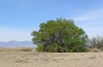 Fraxinus_velutina