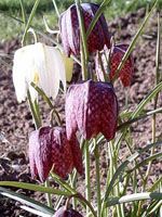 Fritillaria_cirrhosa