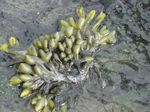 Fucus_ceranoides