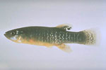 Fundulus_heteroclitus