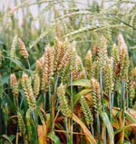 Fusarium_culmorum_UK99