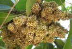 Fusarium_mangiferae_MRC7560