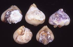 Fusarium_oxysporum_f__sp__tulipae_Tu67