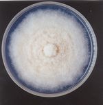 Fusarium_proliferatum_ET1