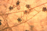 Gaeumannomyces_graminis_var__tritici_R3_111a_1