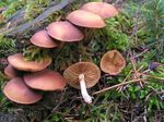 Galerina_marginata