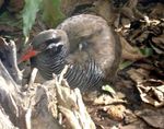Gallirallus_okinawae