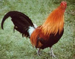 Gallus_gallus_breed_Yeonsan_Ogye