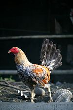 Gallus_gallus_gallus