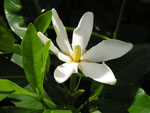 Gardenia_jasminoides