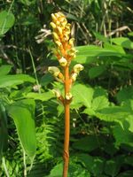 Gastrodia_elata_f__glauca