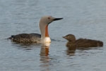 Gavia_stellata